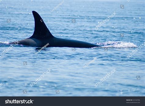 Orca Pods Swimming Near Juneau, Alaska Stock Photo 52164706 : Shutterstock