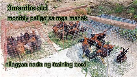 3months Old Buwanang Pagpapaligo Sa Manok Nilagyan Narin Ng