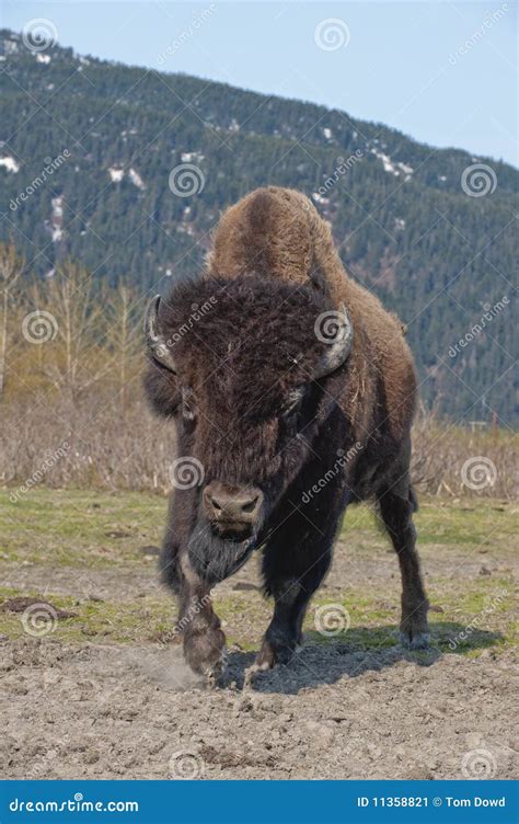 Wood Bison Charging Stock Image Image Of Charge Athabascae 11358821