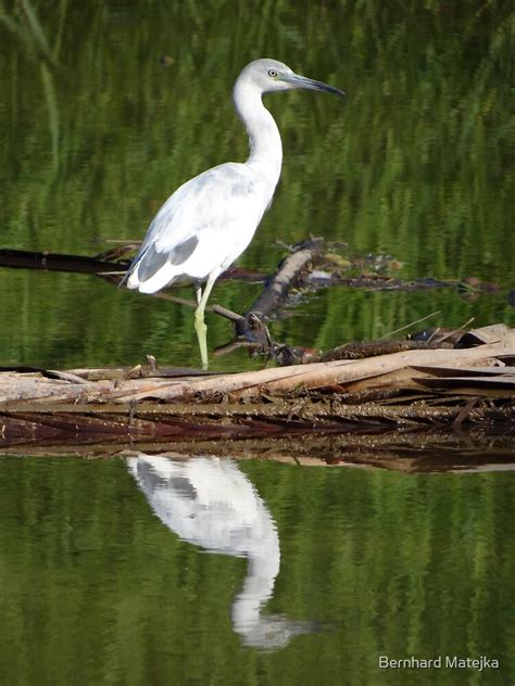 Mirror Mirror On The River Who Is The Most Beautiful Of All