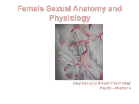 Ppt Female Sexual Anatomy And Physiology Powerpoint Presentation Free Download Id248438