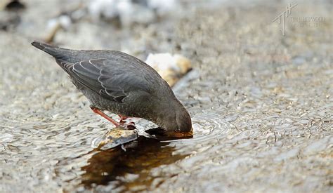 The American Dipper - a photo essay - Bird Canada