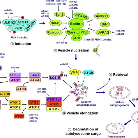 (PDF) MicroRNAs in apoptosis, autophagy and necroptosis