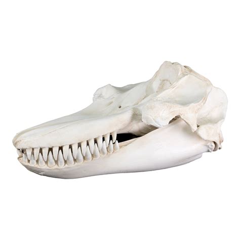 Replica Killer Whale Skull For Sale – Skulls Unlimited International, Inc.