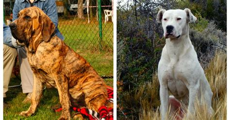 Ban 23 Ferocious Dog Breeds Centres Directive To States Amid Pet Attacks