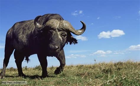 African Savanna Buffalo Pets Lovers