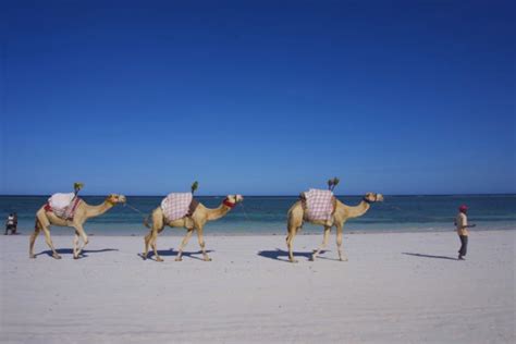 Things To Do In Diani The Best Beach In Kenya