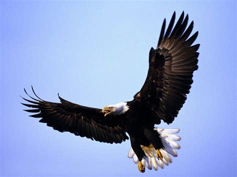 Eagle Wallpapers - HD WALLPAPERS