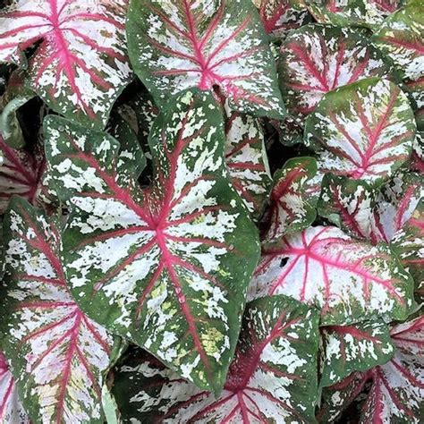 Caladium Red Ruffles Bulbs Size Etsy