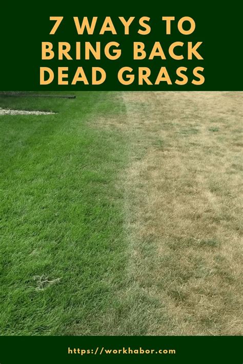 7 Ways To Bring Back Dead Grass