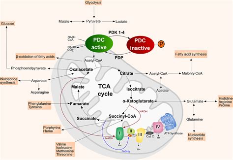 Frontiers The Implications Of Pdk1 4 On Tumor Energy Metabolism Aggressiveness And Therapy