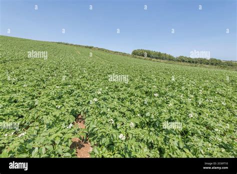 Potato Crop Potato Field In Uk In Sunshine For Uk Potato Growers