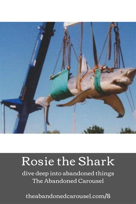 In The Early 2000s A Newly Preserved Rosie The Shark Is Lifted By