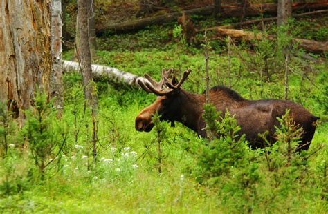 Moose Summer Eeyou Marine Region Wildlife Board