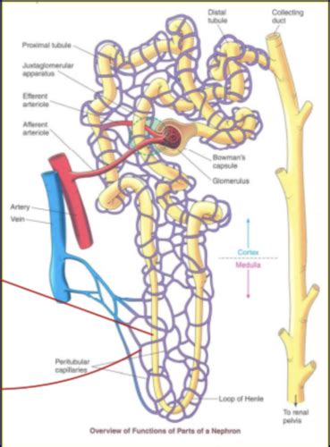 Glomerular Filtration Flashcards Quizlet