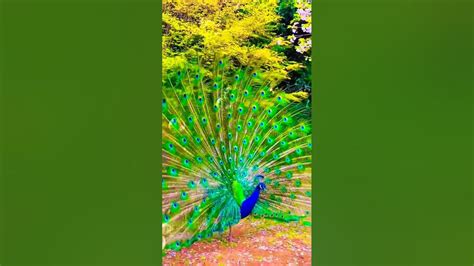 New Beautiful Peacock 🦚🦚 Dance Shorts Video Amazing Peacock Whatsapp