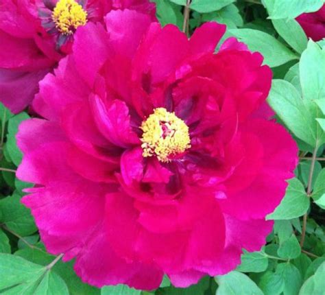 Wu Long Peng Sheng Red Chinese Tree Peony Paeonia Suffruticosa Tree