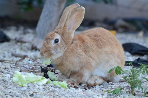 Banco de imagens grama animal animais selvagens Castanho mamífero