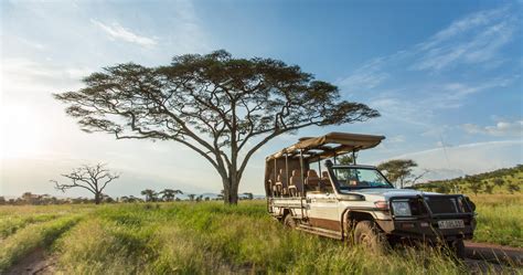 Ultra Modern High Tech And Open Converted 4x4 Safari Vehicles Are Used