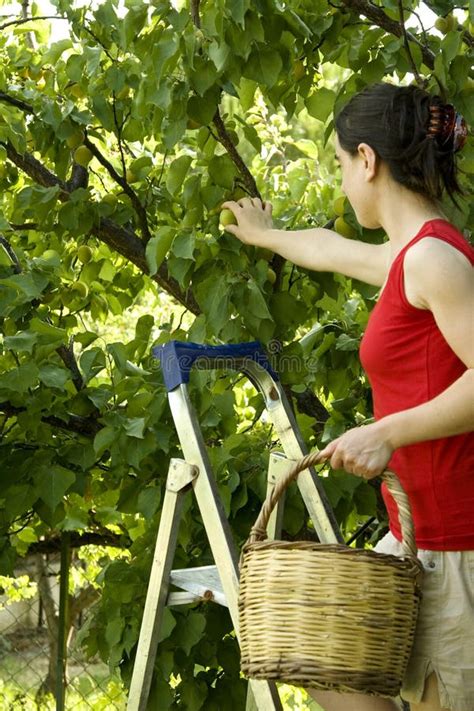 Picking Fruit stock photo. Image of comparison, cool, eating - 4122400