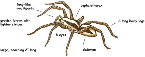 Biology Phylum Annelida And Arthropoda Askiitians