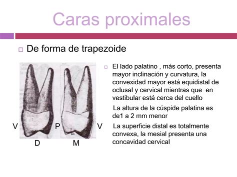 Primer Premolar Superior Ppt