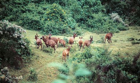 Recovering Mountain Bongo On The Brink Of Extinction Rhino Ark