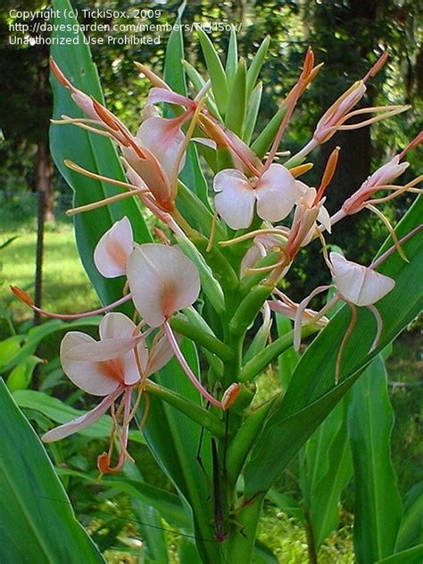 Plantfiles Pictures Hedychium Butterfly Ginger Ginger Lily Kanes