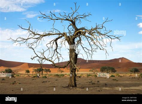 A Dead Tree Desert Shrubs And Red Sand Dunes Near Sossusvlei In The Namib Desert Namibia