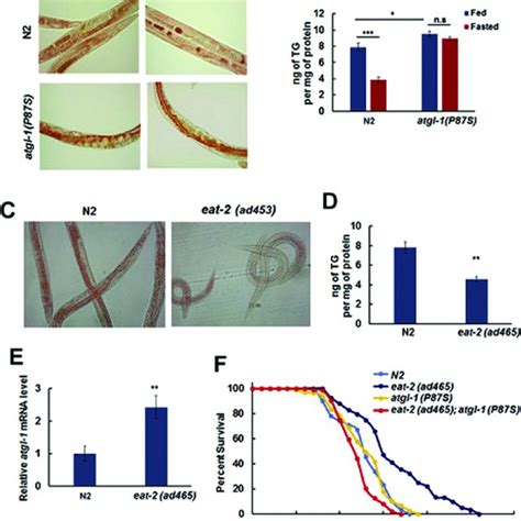 Expression Of Atgl 1 Is Regulated By The Daf 2daf 16 Pathway And