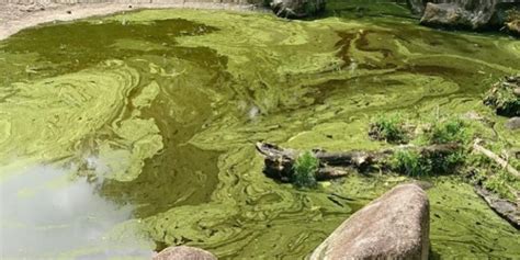 Photosynthetic Bacteria Ask Microbiology