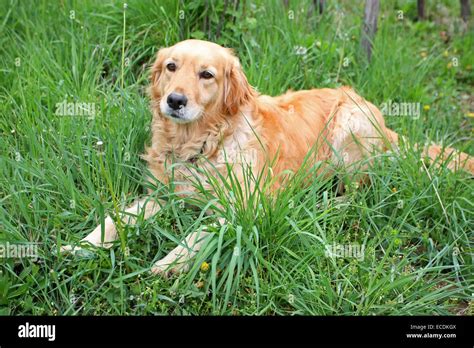 A Close Up Of A Golden Retriever Lying In The Grass Stock Photo Alamy