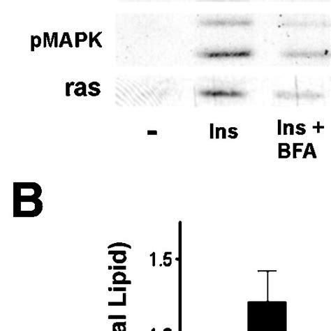 Insulin Dependent Localization Of Signaling Elements In Isolated