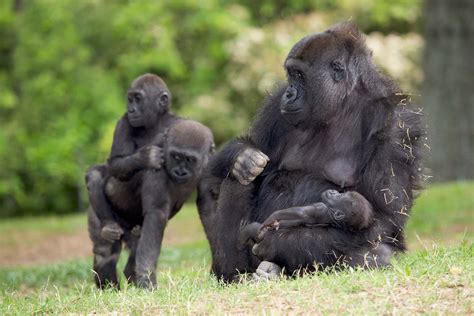 Western Lowland Gorilla Zoo Atlanta