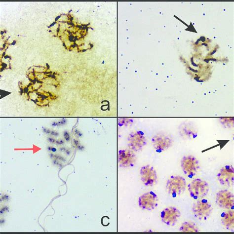 A B N Bozdagus 2n 20 A Karyotype B Idiogram C D N Plebejus 2n 20 Download Scientific