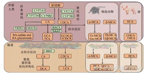 胆汁酸 五分钟看懂微生物与宿主代谢反馈调节 知乎