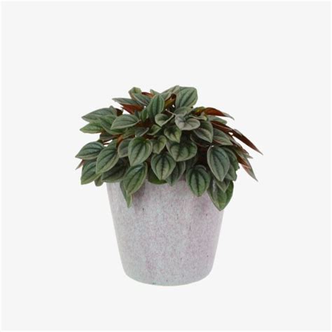 Peperomia Napoli Nights Hala Plants Uae Biggest Online Retailer Of