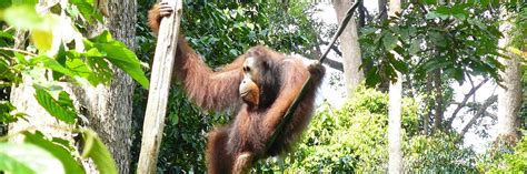 Honeymoons In Borneo Audley Travel Uk