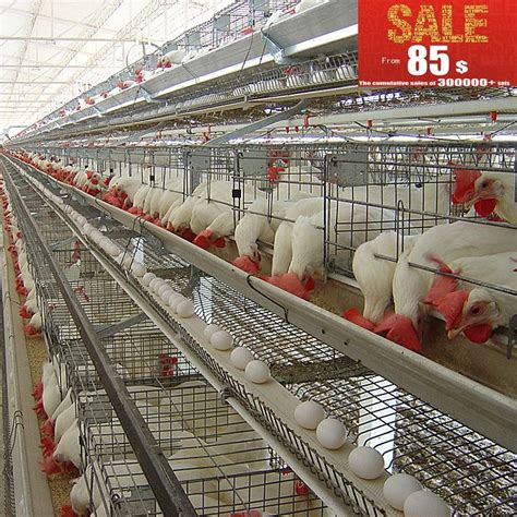 Good Quality Chicken Cage For Sale In Philippines Chicken Cages