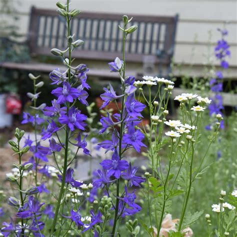 Succession Planting Flowers - Get Blooms All Summer Long! - Flower Patch Farmhouse