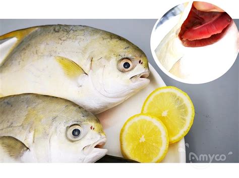 浅去皮罗非鱼片 Amyco Seafoods China Tilapia Suppliertilapia Producer China Tilapia Frozen Seafoods