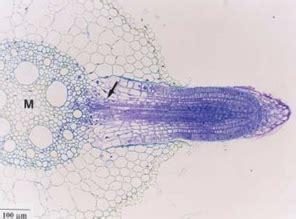 Asteraceae Estrutura primária e secundária da raiz