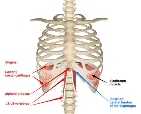 Diaphragm Muscle Its Attachments And Actions Yoganatomy