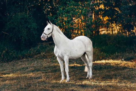 Palomino Horses: History, Fun Facts, Photos and Care - Seriously Equestrian