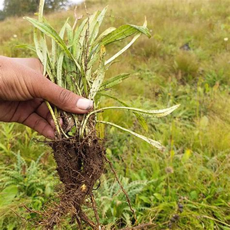 Himalayas Medicinal Plants — Denzil Phillips International