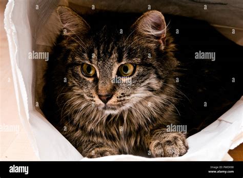 Cat In A Bag Stock Photo Alamy