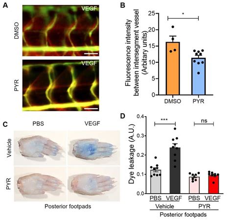 Suppression Of Stat Activity By Pyrimethamine Inhibits Vegf Induced