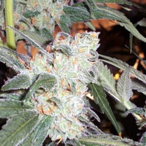 Green Crack Feminized Seeds Bulk Seeds ELITE STRAIN Cannabis