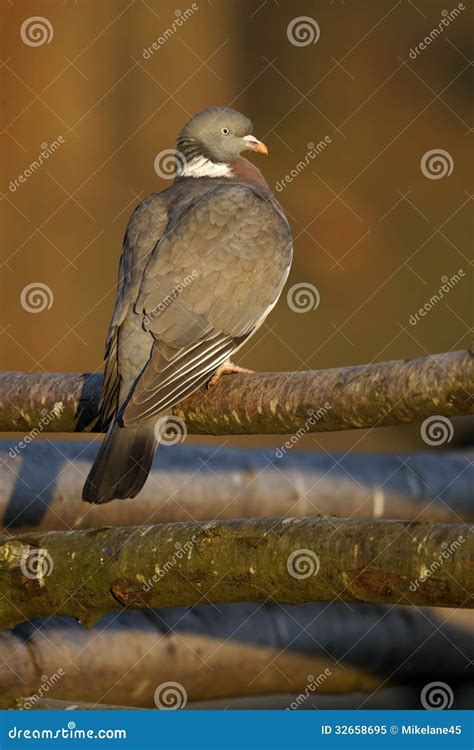 Pombo Torcaz Palumbus Do Columba Imagem De Stock Imagem De Praga