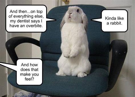 Rabbit Ramblings Bunny Monday Memeday Bunny Therapy